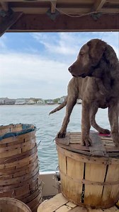 128K views · 2.5K reactions | Captain Biscuit doing Captain Shit | Decatur's Crabs | Facebook