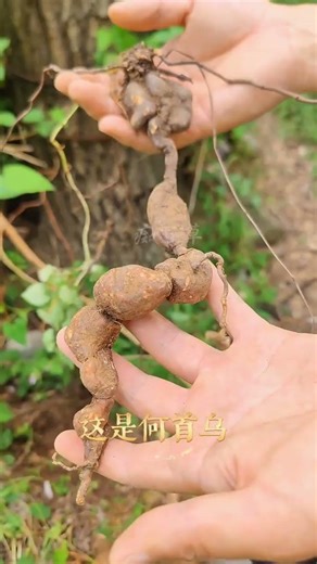 Unveiling the Hidden Power: The Magic of Root-Using Plants