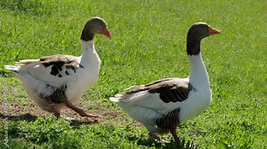 Pomeranian Goose family on meadow in 4K VIDEO. Free range waterfowl (Anser Anser domesticus) on organic farm, freely running and grazing on green grass in garden. Animal rights, back to nature concept