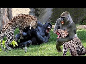 Battle for Survival: Gorilla vs Leopard Fight to the Finish!