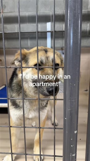 A day in the life of rescue. Each and every dog deserves better than the shelter life even if they are well loved by staff! #fyp#adoptdontshop#rescueranch#yreka#rescuedogs