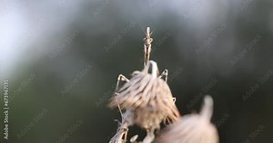 Empusa pennata, or the conehead mantis, is a species of praying mantis in genus Empusa native to the Mediterranean Region.