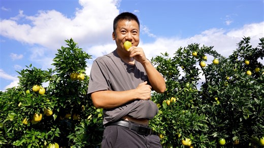 华农兄弟：【赣南脐橙】看一下黄的怎么样了，2025年10月15日实拍