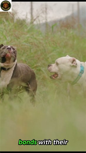 Pit Bull Dogs: Strong, Loyal, and Misunderstood Truth 🐶 | pittbull dog