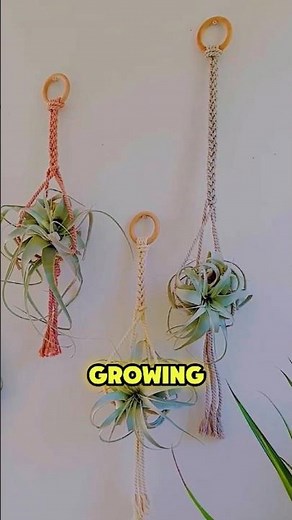 The Tillandsia Plant That Hangs Just Need Air! #AirPlant #Tillandsia #NoSoilPlant