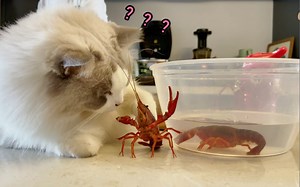 布偶猫初见小龙虾，被小龙虾碰瓷，虾：他推我了