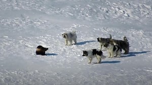 Vicious Wolverine Takes On Dog Pack (Watch)