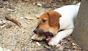 My Dog Ate Bricks What Should I Do? | Our Fit Pets