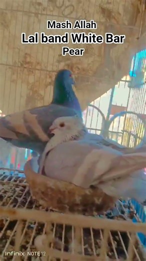 #White Bar lal band pear