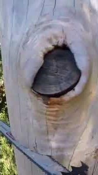 GoPro Died! Epic Tree Cut Gone WRONG! 🌲💥 #shorts