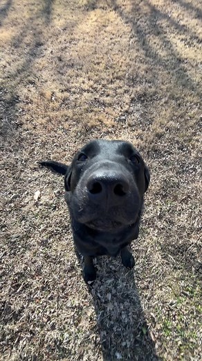 Understanding Labrador Retrievers: Characteristics & Care