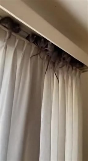 Effective Pest Control Tips to Keep Your Home Safe