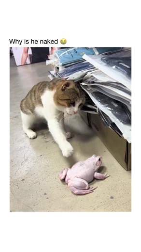 😂❤️ #animals | Animals Of TikTok