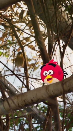 Building Nests to Impress the Ladies 😏🪹