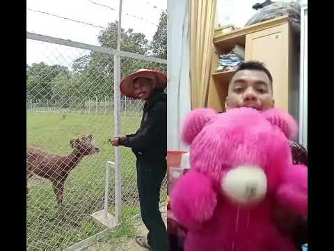 #stroberry #duet #seram #funny #comedy #hutan #lucu #masukberanda #rumah #ngakak #memes #kampung