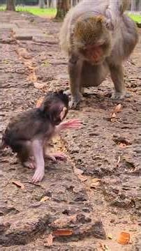 Awesome Lovely Baby Dimitri Walking