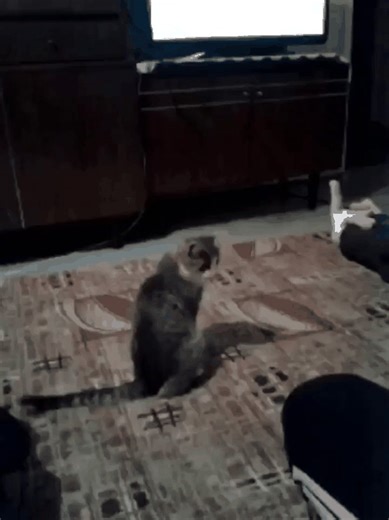 flipping off cat the bird attack blood splatter