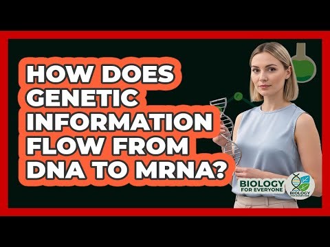 How does genetic information flow from DNA to mRNA?