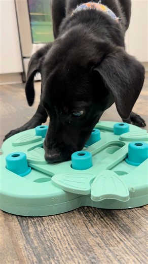 Sniffles is living it up on his overnight at Jeannie’s house — playing, snuggling, and learning that puzzle feeders are actually fun (and yes, very good for a smart little nose like his!). But here’s the part that breaks our hearts… after all the fun and all the love, this sweet, strong-minded pup has to come back to the shelter. Sniffles is still waiting for his family — someone who will enjoy his big personality, continue his training, and give him the structure and love he thrives on. He’s bi