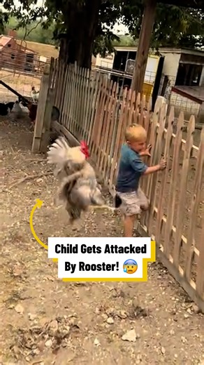 114K views · 513 reactions | Child gets attacked by rooster | Lovimals | Facebook