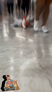 IL BULL TERRIER 🐶👽 #animale #animali #cane #cani #bullterrier #potenza #forte #forza | Paolo Gasparo