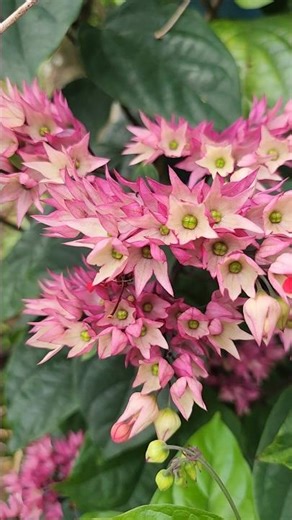 kenalan yuk nama bunganya Nona Makan Sirih (Clerodendrum thomsoniae). #bunga #shortvideo