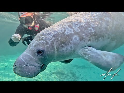 Unbelievable Manatee Encounter!