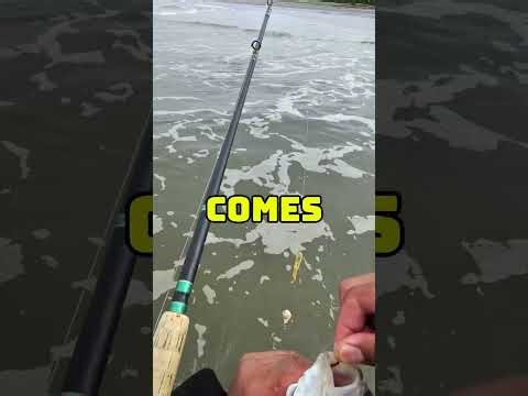 Surfperch Fishing 101