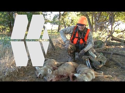 CRAZY! 3 Coyotes with bow in 45 seconds!!