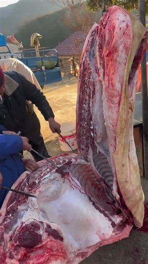Native Pig Slaughtering & Processing Skills