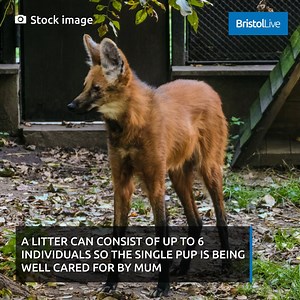 So lovely! #curiously #zoo #animals | Bristol.Live