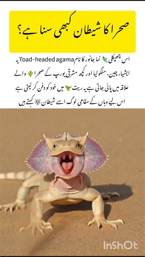 Meet the Toad Headed Agama #toadheadedagama #naturefacts #wildlife #nature #shorts
