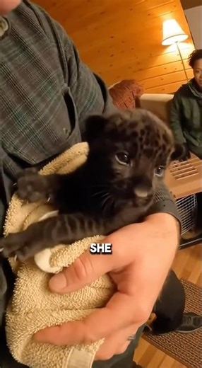 I Thought It Was a Kitten… It Was a Black Panther Cub