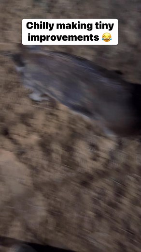 4.3K views · 26 reactions | Chilly, our pig, finally learned something! They say pigs are smart, but she’s definitely not a biddable trainee.  #poweredbyinukshuk #pig #piggy #pigs #training #feral #hog #sow #feralpig #wild #animal #obedience | Transformed Training | Facebook