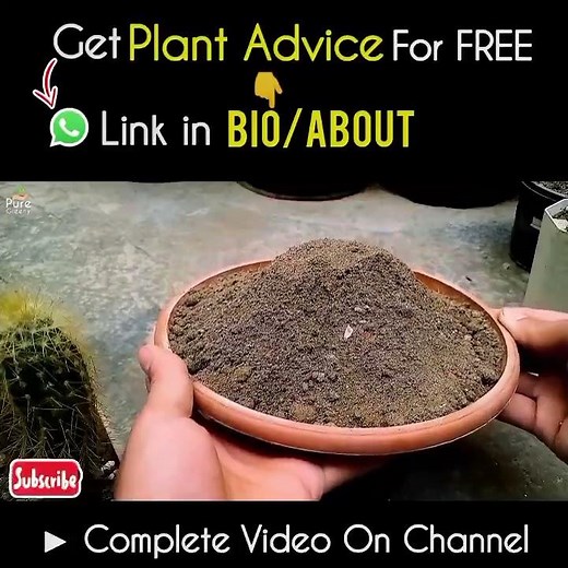 How to Make a Good Cacti Soil Mix at Home? (Cheap & Efficient)