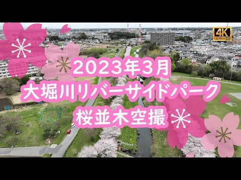 大堀川リバーサイドパークさくら空撮2023年3月