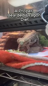 2.3K views · 73 reactions | A pet bearded dragon’s diet should be...