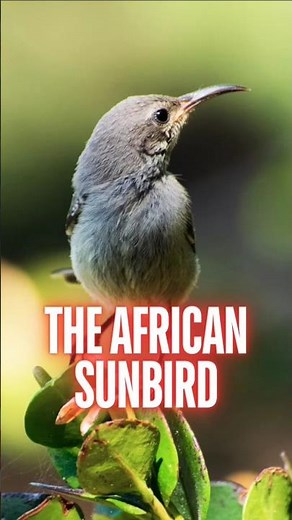 The Stunning Sunbirds of Africa | Tropical Rainforest | Close Up