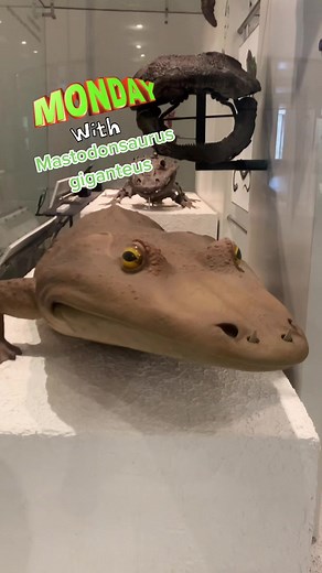 Explore the Mastodonsaurus at AMNH Museum