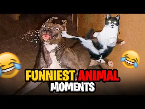 Animals Do The Funniest Things - Best Animal Compilation