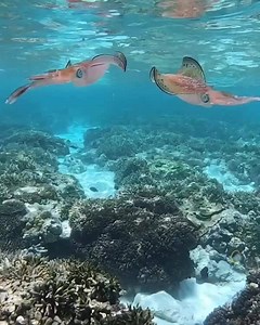52K views · 1.3K reactions | Jacinta Shackleton captured this insane video of two bigfin reef squid mating at Lady Elliot Island!  | PADI | Facebook