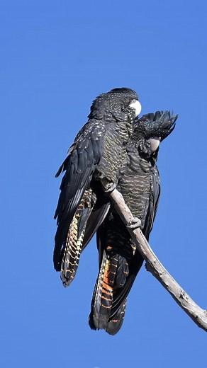 Red-Tailed Black Cockatoos: Majestic Endangered Birds