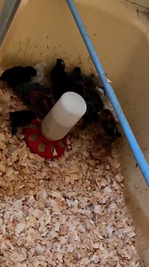 11-day old chicks relocated for some more space. #outbackalpacas #outbackcritters | Outback Alpacas