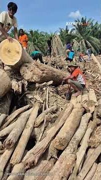 Kayu Gelondongan Pascabanjir Dipakai Warga Perbaiki Rumah, Bisa Kena Pidana?