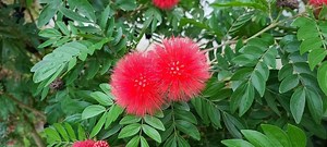 6' Red Powderpuff Tree Tropical Red Flowers Live Calliandra Powder Puff Plant Bee - Hummingbird - Butterfly Approved #63 - Etsy