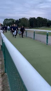 English greyhound derby final #englishgreyhoundderby #greyoundracing #greyhoundlovers | Worldwide Insights