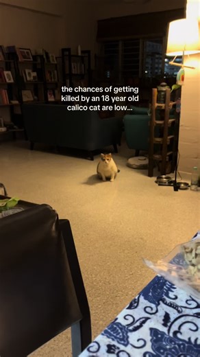 Understanding Calico Cat Behavior and Feeding