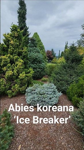 Abies koreana ‘Ice Breaker’ #gardening #conifer #dwarfconifers #landscaping #gardendesign