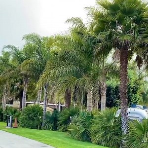 14 acres of pure paradise. 🌴 Only here, at Ventura Beach RV Resort. 805-643-9137 | Ventura Beach RV Resort