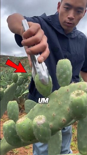 🌵 This cactus produces a fruit that looks like a popsicle… but it has an even more surprising use.
